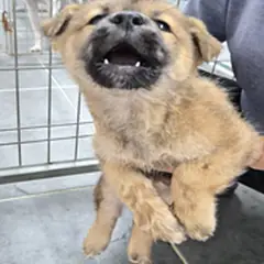 영암군 옅은 황색 믹스견 암컷