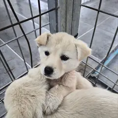 영암군 크림색 믹스견 수컷