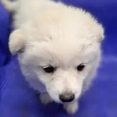 해남군 흰색 믹스견 암컷