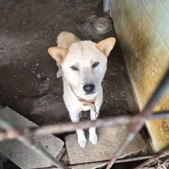 함평군 흰색 믹스견 수컷