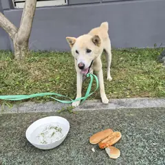 함평군 흰색 믹스견 수컷