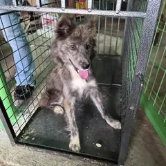 함평군 검정색 믹스견 수컷