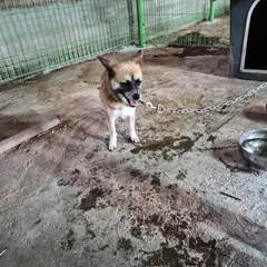 함평군 갈색&검정 믹스견 암컷