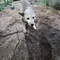 함평군 흰색 믹스견 수컷