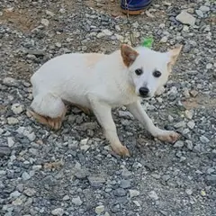 무안군 흰색 믹스견 암컷