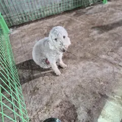 함평군 흰색 믹스견 수컷