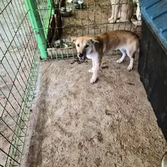 함평군 갈색 믹스견 암컷