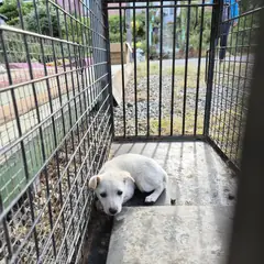 함평군 흰색 믹스견 수컷