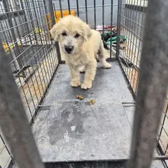 함평군 금색 믹스견 수컷