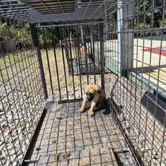 함평군 갈색 믹스견 수컷