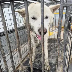 함평군 흰색 믹스견 수컷