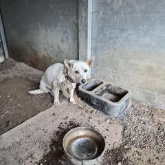 함평군 흰색 믹스견 수컷