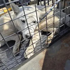 함평군 흰색 믹스견 암컷