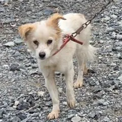무안군 흰색 믹스견 암컷