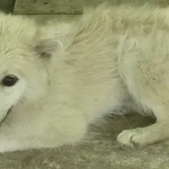 장성군 흰색 믹스견 암컷