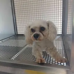 영광군 흰색 말티즈 암컷