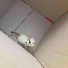 영광군 검은색흰색황토색조합 한국 고양이 수컷