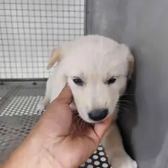 영광군 흰색 믹스견 수컷