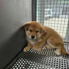 영광군 갈색 믹스견 암컷