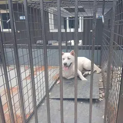 영광군 흰색 믹스견 수컷