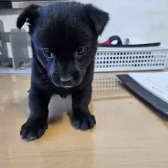 영광군 검정색 믹스견 암컷