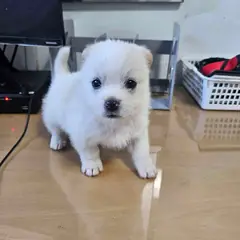 영광군 흰색 믹스견 수컷