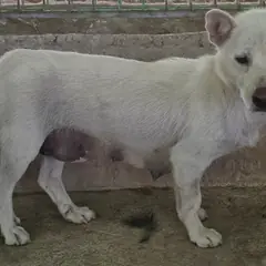 장성군 흰색 믹스견 암컷