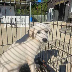 영광군 흰색 믹스견 암컷