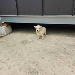 영광군 흰색 믹스견 암컷