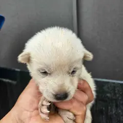 영광군 흰색 믹스견 암컷