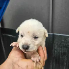 영광군 흰색 믹스견 암컷