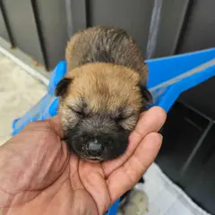 영광군 검정&황갈색 믹스견 암컷