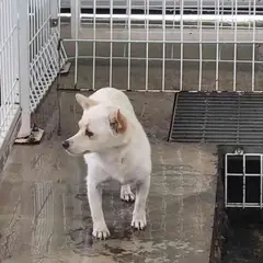 완도군 흰색 믹스견 암컷