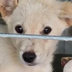 완도군 흰색 믹스견 수컷