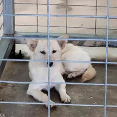 완도군 흰색 믹스견 암컷