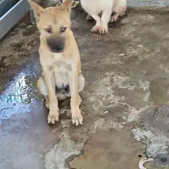 완도군 갈색 믹스견 수컷