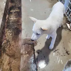 완도군 흰색 믹스견 암컷