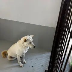 진도군 흰색 믹스견 암컷