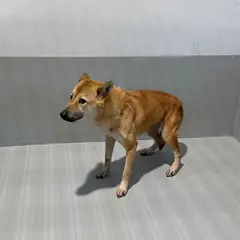 진도군 붉고 엷은 황갈색 진도견 암컷