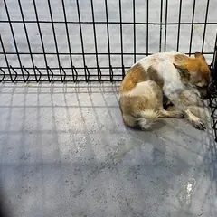 진도군 흰색&황갈색 믹스견 암컷