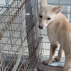 완도군 흰색 믹스견 암컷