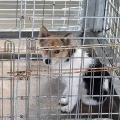 완도군 갈색&검정&흰색 믹스견 암컷