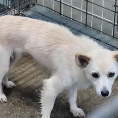 완도군 흰색 믹스견 암컷