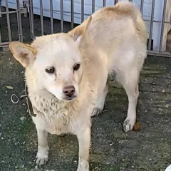 신안군 크림색 믹스견 암컷