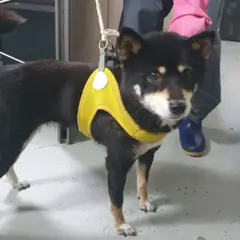 중구 검정색 믹스견 암컷