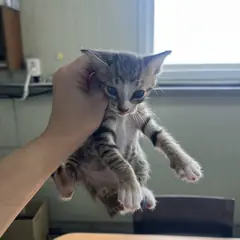 중구 검은색흰색황토색조합 한국 고양이 성별 미상