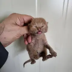중구 레몬색&흰색 한국 고양이 성별 미상