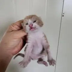 중구 레몬색&흰색 한국 고양이 성별 미상