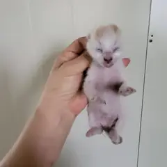 중구 레몬색&흰색 한국 고양이 성별 미상