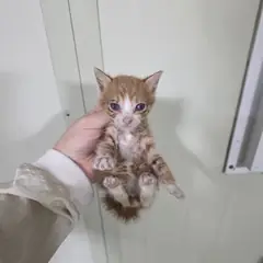 중구 레몬색&흰색 한국 고양이 성별 미상